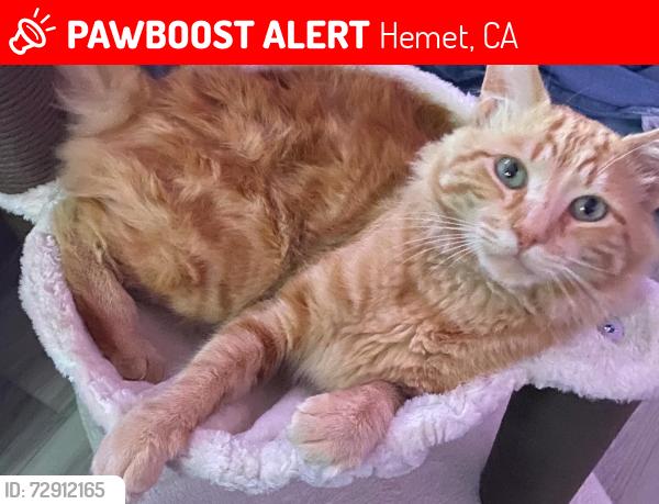 Lost Male Cat last seen Mazana DR, Hemet, CA 92543