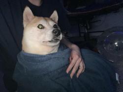 Reunited Female Dog last seen Tega Cay Drive, Tega Cay, SC 29708
