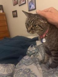 Lost Female Cat last seen Via Del Moro and Rancheria, Sahuarita, AZ 85629