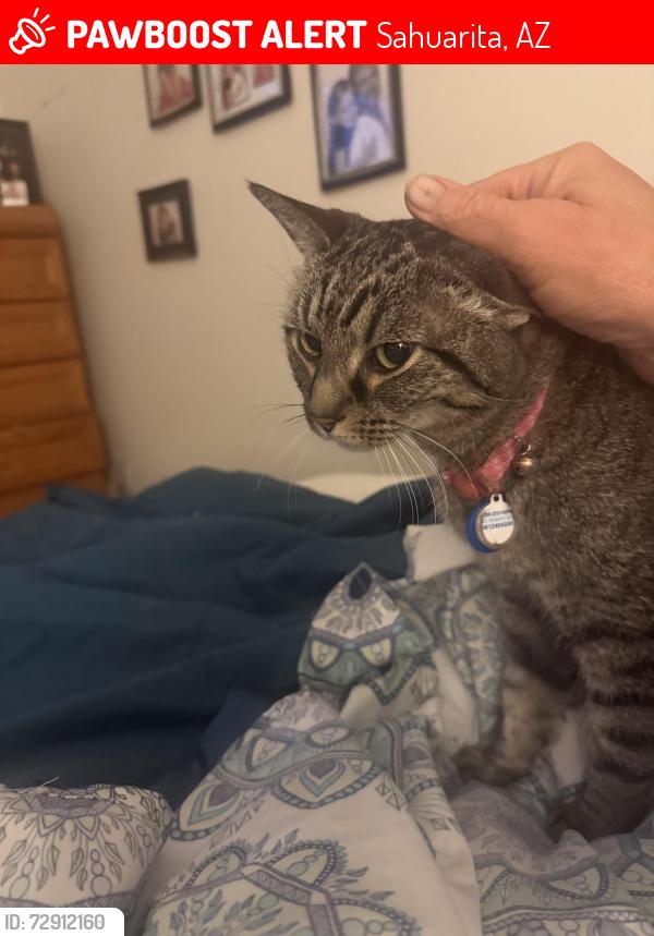 Lost Female Cat last seen Via Del Moro and Rancheria, Sahuarita, AZ 85629