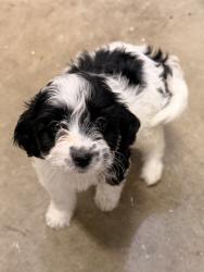 Found/Stray Unknown Dog last seen Center Parkway & Hollybrook Dr, Sacramento, CA 95823