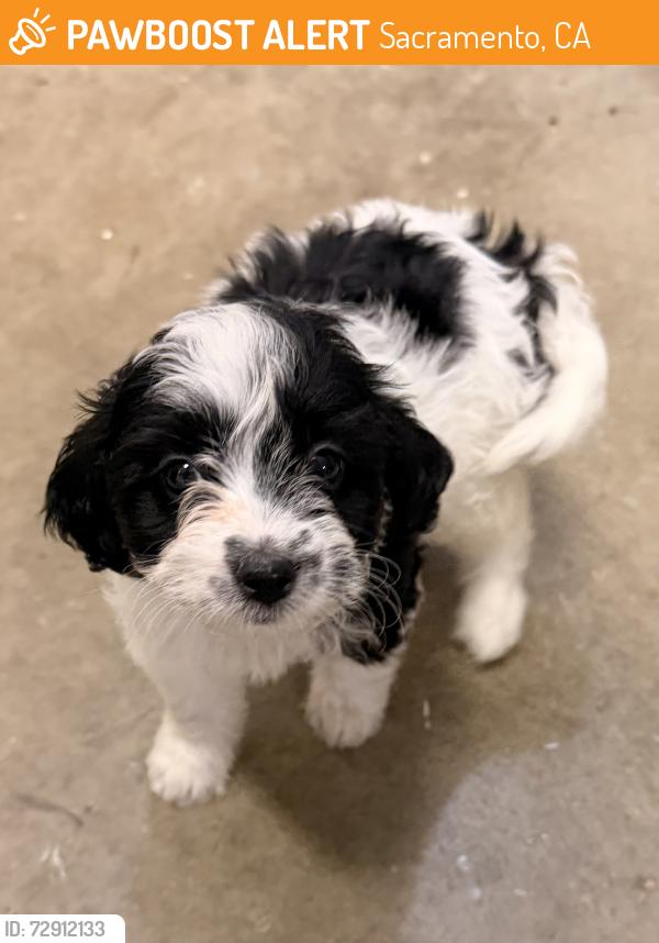 Found/Stray Unknown Dog last seen Center Parkway & Hollybrook Dr, Sacramento, CA 95823