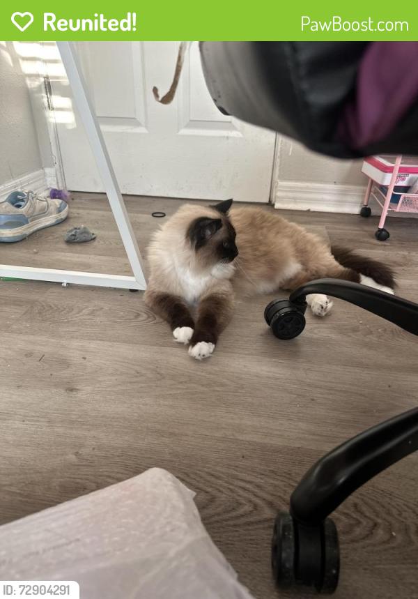 Reunited Female Cat last seen Near needles drive, Orlando, FL 32810