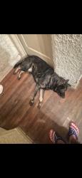 Reunited Male Dog last seen Near west kings highway , San Antonio, TX 78212