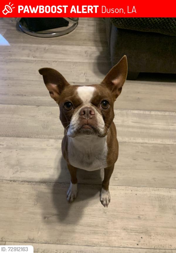 Lost Female Dog last seen Jolley’s paint & collision center , Duson, LA 70529