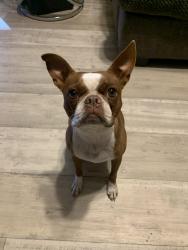 Lost Female Dog last seen Jolley’s paint & collision center , Duson, LA 70529