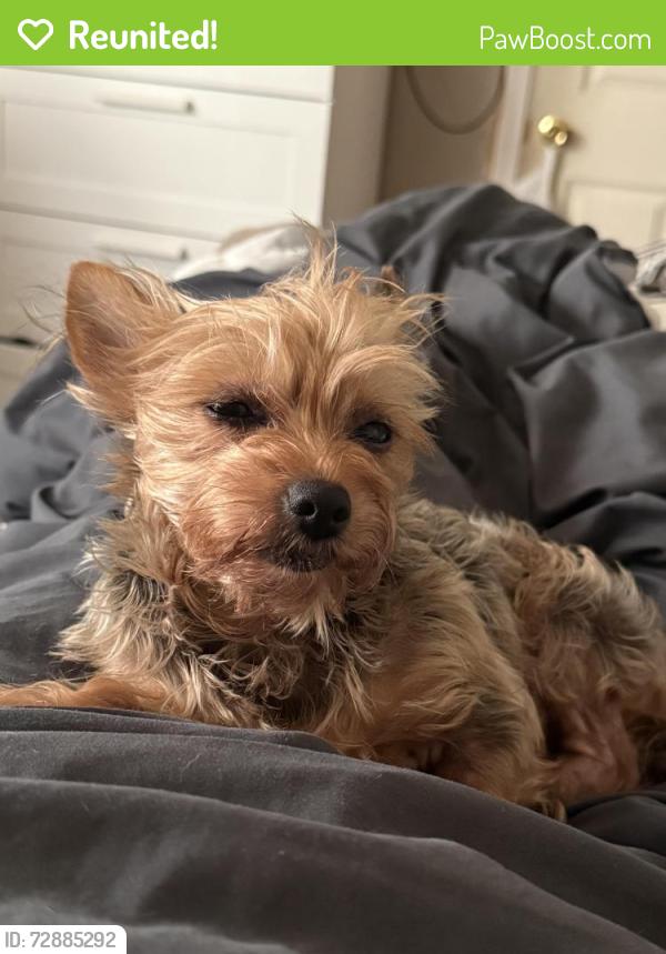 Reunited Female Dog last seen A Street, Antioch, CA 94509