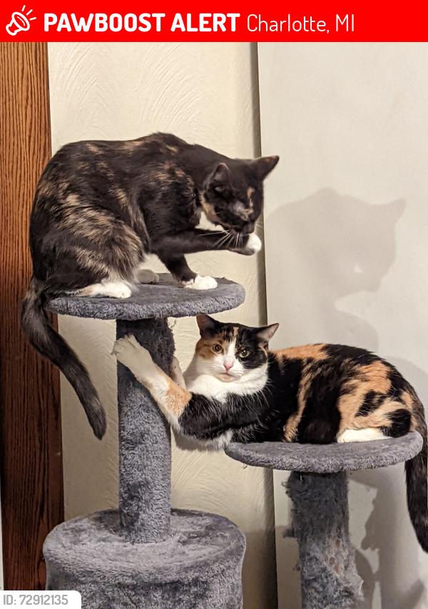 Lost Female Cat last seen South Bostwick and seminary st.... by library, bank and s, Charlotte, MI 48813