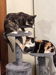 Lost Female Cat last seen South Bostwick and seminary st.... by library, bank and s, Charlotte, MI 48813