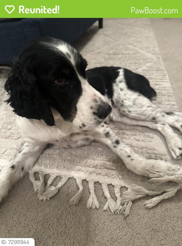 Reunited Female Dog last seen Kyrene and ray rd, Tempe, AZ 85284