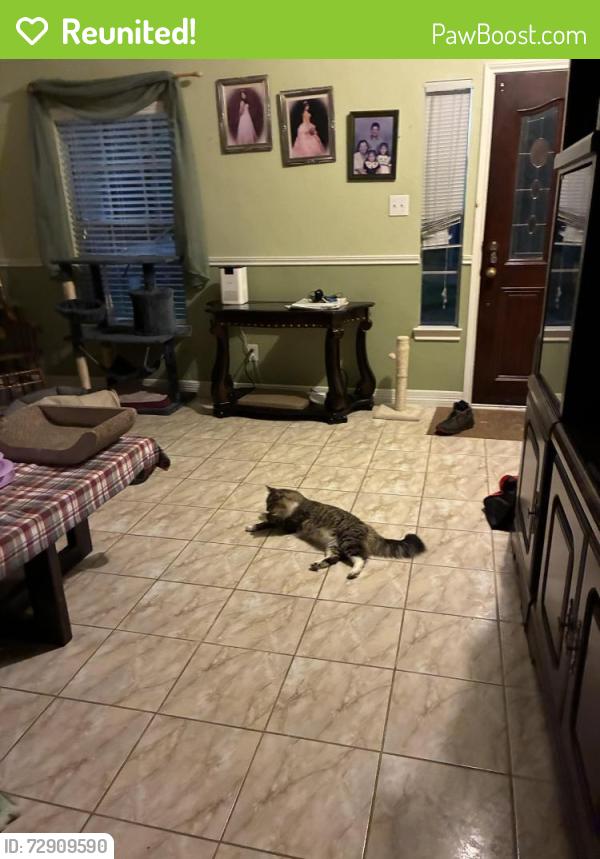 Reunited Female Cat last seen E Greenwick Loop, Houston, TX 77085