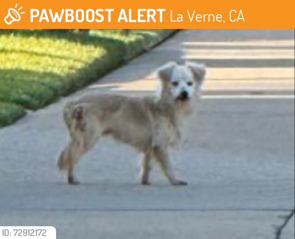 Found/Stray Unknown Dog last seen Romola Ave., La Verne, CA 91750