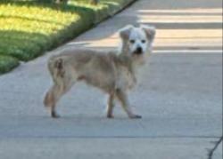 Found/Stray Unknown Dog last seen Romola Ave., La Verne, CA 91750