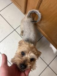 Reunited Male Dog last seen 71st and Olive , Peoria, AZ 85345