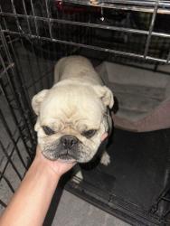 Found/Stray Male Dog last seen 70th and Compton , Compton, CA 90220