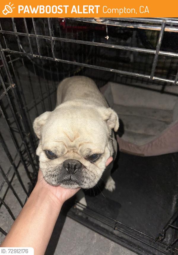 Found/Stray Male Dog last seen 70th and Compton, Compton, CA 90220