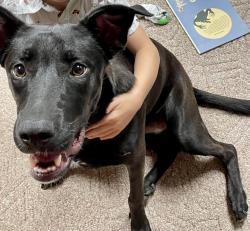 Reunited Female Dog last seen Wales Ave NW & Parkford, Jackson Township, OH 44646