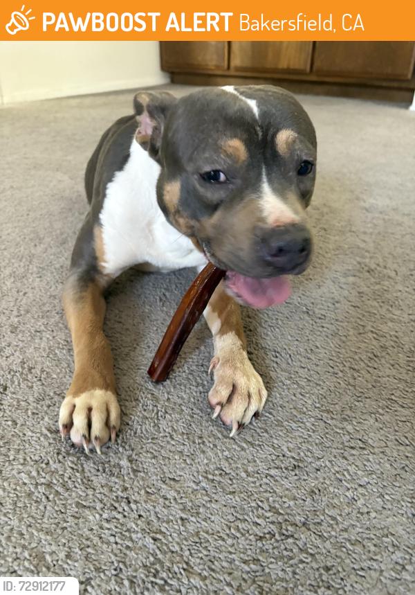 Found/Stray Female Dog last seen S H st and planz rd, Bakersfield, CA 93304