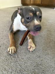 Found/Stray Female Dog last seen S H st and planz rd, Bakersfield, CA 93304