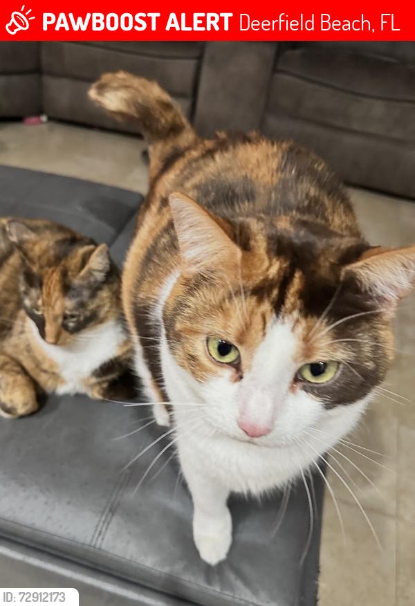 Lost Female Cat last seen 28th Terrace and 14th Ave , Deerfield Beach, FL 33442