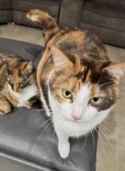 Lost Female Cat last seen 28th Terrace and 14th Ave , Deerfield Beach, FL 33442