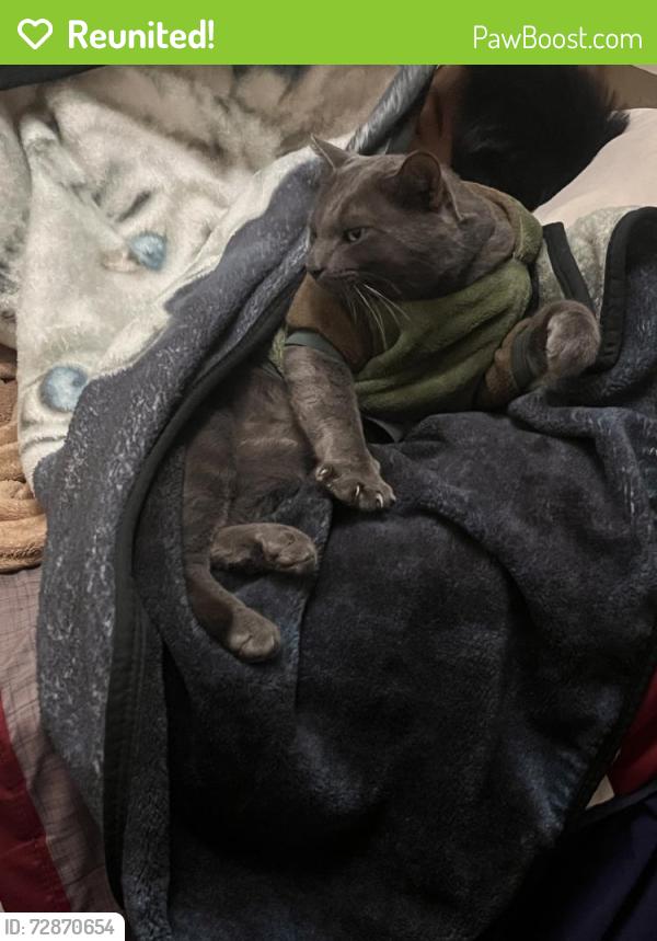 Reunited Male Cat last seen Greencastle, La sernea apmts, and greenport area, Rowland Heights, CA 91748