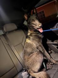 Reunited Female Dog last seen 80th st and budlong ave, Los Angeles, CA 90044