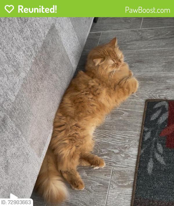 Reunited Male Cat last seen Revere road, yardley Hunt development, in Yardley, PA, Yardley, PA 19067