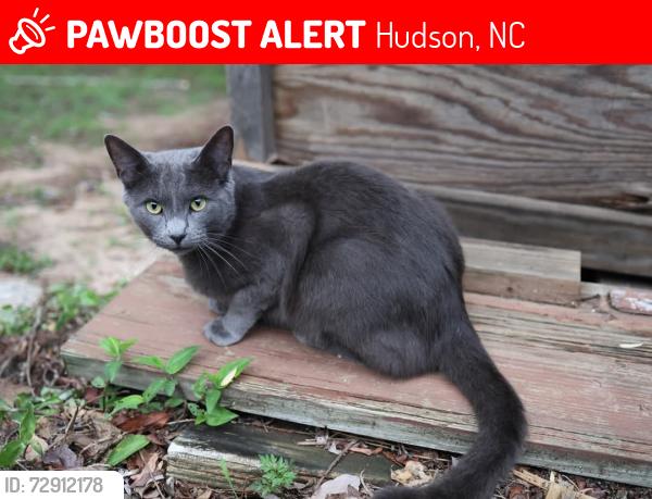 Lost Male Cat last seen Spruce ave, Hudson NC, Hudson, NC 28638