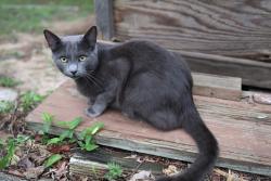 Lost Male Cat last seen Spruce ave, Hudson NC, Hudson, NC 28638