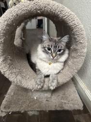 Lost Female Cat last seen Los robles Blvd-Cypress st, Sacramento, CA 95838