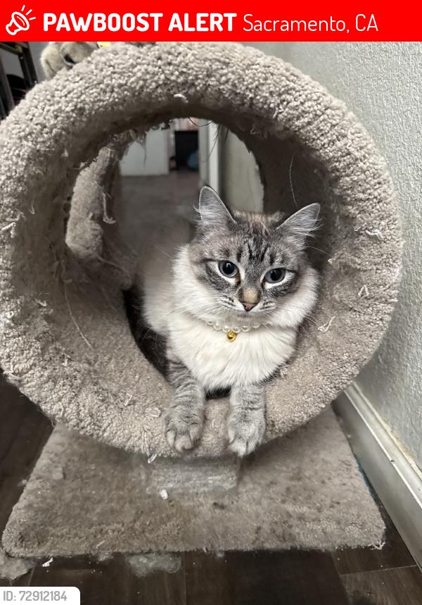Lost Female Cat last seen Los robles Blvd-Cypress st, Sacramento, CA 95838