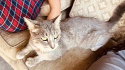 Found/Stray Male Cat last seen Behind Baytown Nature Center  Shreck St. , Baytown, TX 77520
