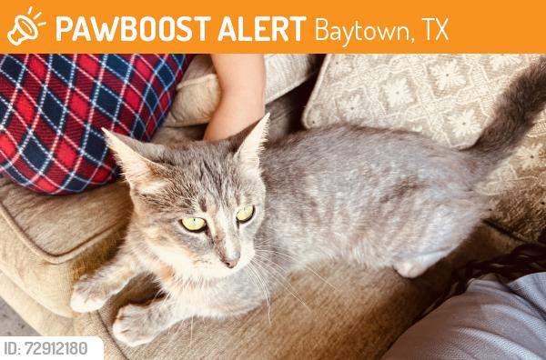 Found/Stray Male Cat last seen Behind Baytown Nature Center  Shreck St. , Baytown, TX 77520