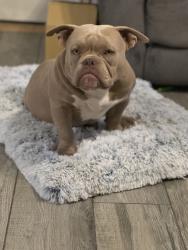 Lost Male Dog last seen 33rd Ave Bethany home, Phoenix, AZ 85017