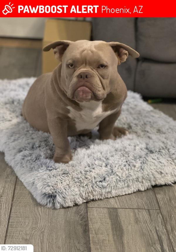 Lost Male Dog last seen 33rd Ave Bethany home, Phoenix, AZ 85017