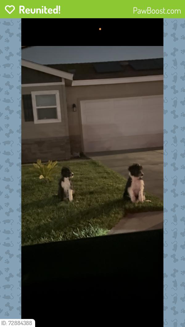 Reunited Unknown Dog last seen Macy & Kyla , San Bernardino, CA 92376