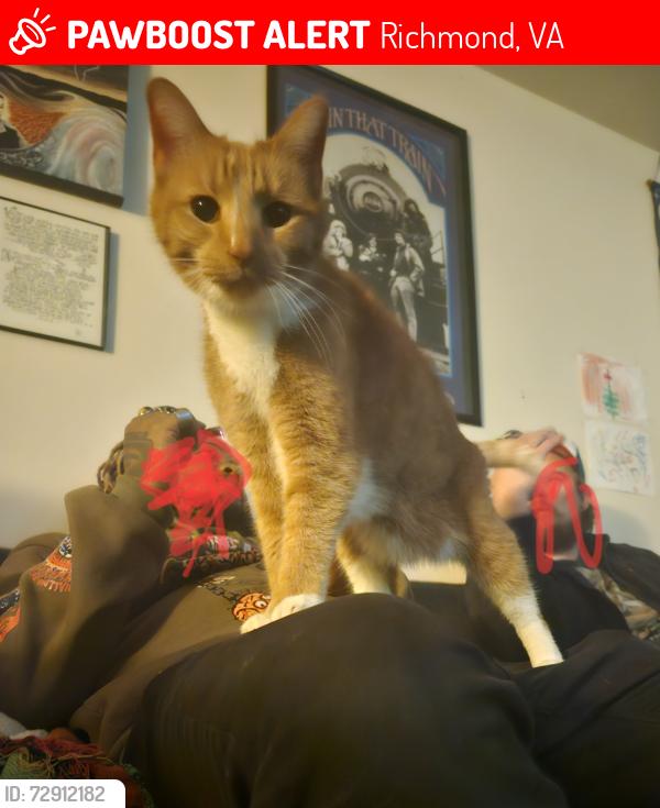 Lost Male Cat last seen Waxford road and hickory road, Richmond, VA 23235
