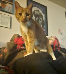 Lost Male Cat last seen Waxford road and hickory road, Richmond, VA 23235