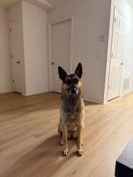 Reunited Female Dog last seen Turner St, Springdale, Springdale, AR 72764