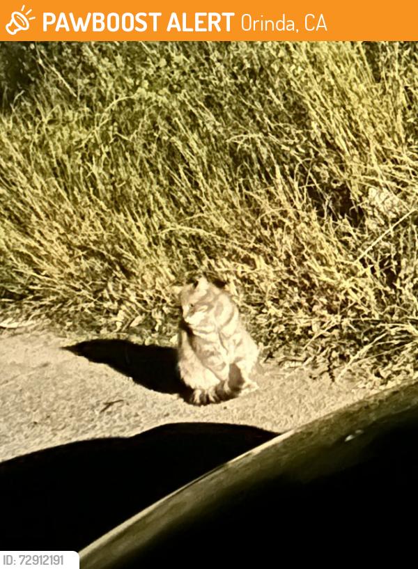 Found/Stray Unknown Cat last seen Wilder road north of highway 24, Orinda, CA 94563