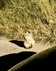 Found/Stray Unknown Cat last seen Wilder road north of highway 24, Orinda, CA 94563