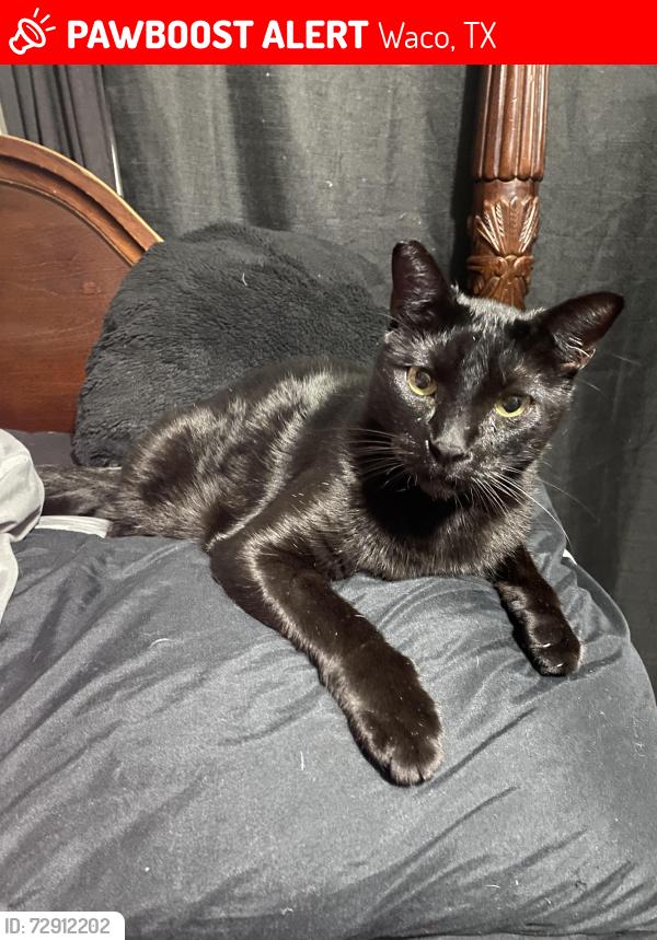 Lost Male Cat last seen Near kendall lane , Waco, TX 76705