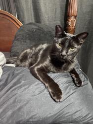 Lost Male Cat last seen Near kendall lane , Waco, TX 76705