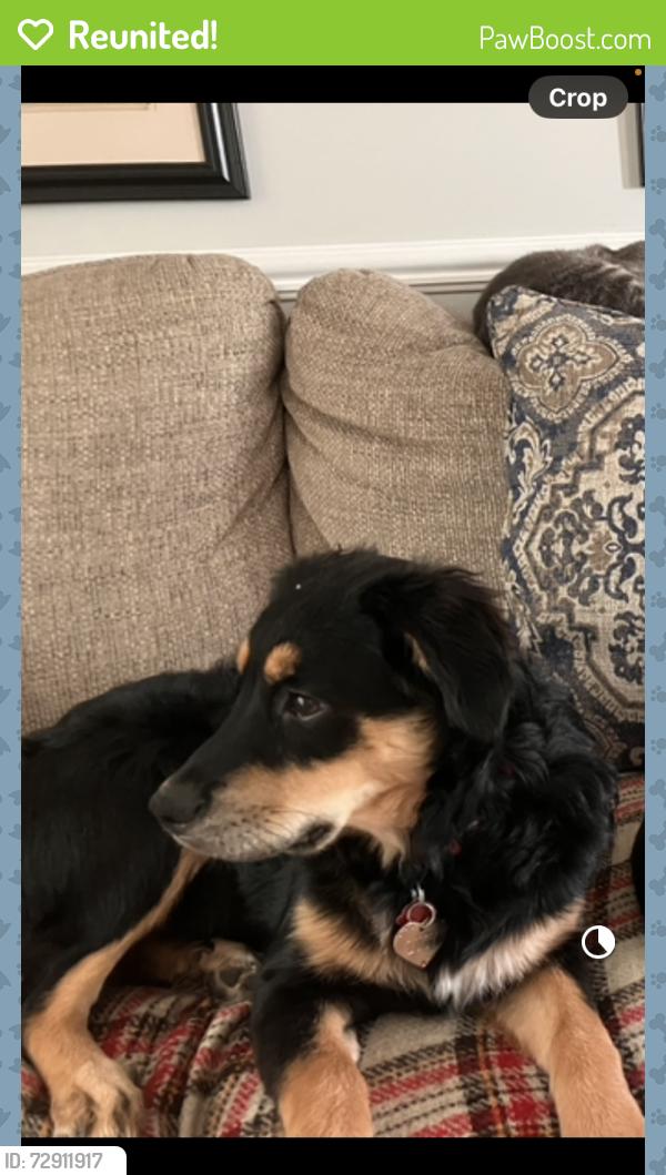Reunited Female Dog last seen jumped the fence at home, four seasons neighborhood, Aurora, OH 44202