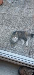 Found/Stray Male Cat last seen Hedgeplace road/ Charlton avenue, Stone, England DA9 9LG