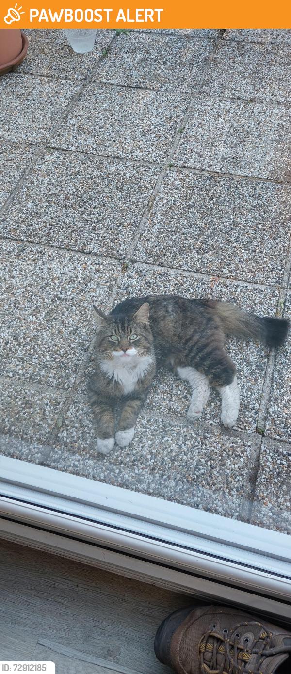 Found/Stray Male Cat last seen Hedgeplace road/ Charlton avenue, Stone, England DA9 9LG