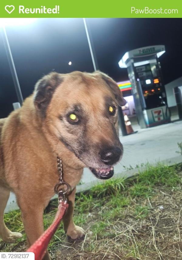Reunited Female Dog last seen On Avocado, 1 block north of Fuerte, Casa de Oro-Mount Helix, CA 91941