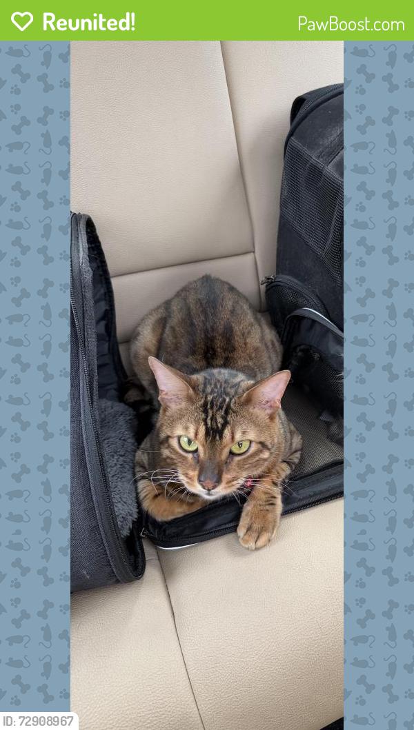 Reunited Male Cat last seen Near Metropolitan Ave, Bronx, NY 10462, USA, The Bronx, NY 10462