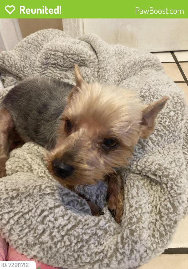Reunited Female Dog last seen Fulton & Fernfield, Monterey Park, CA 91755